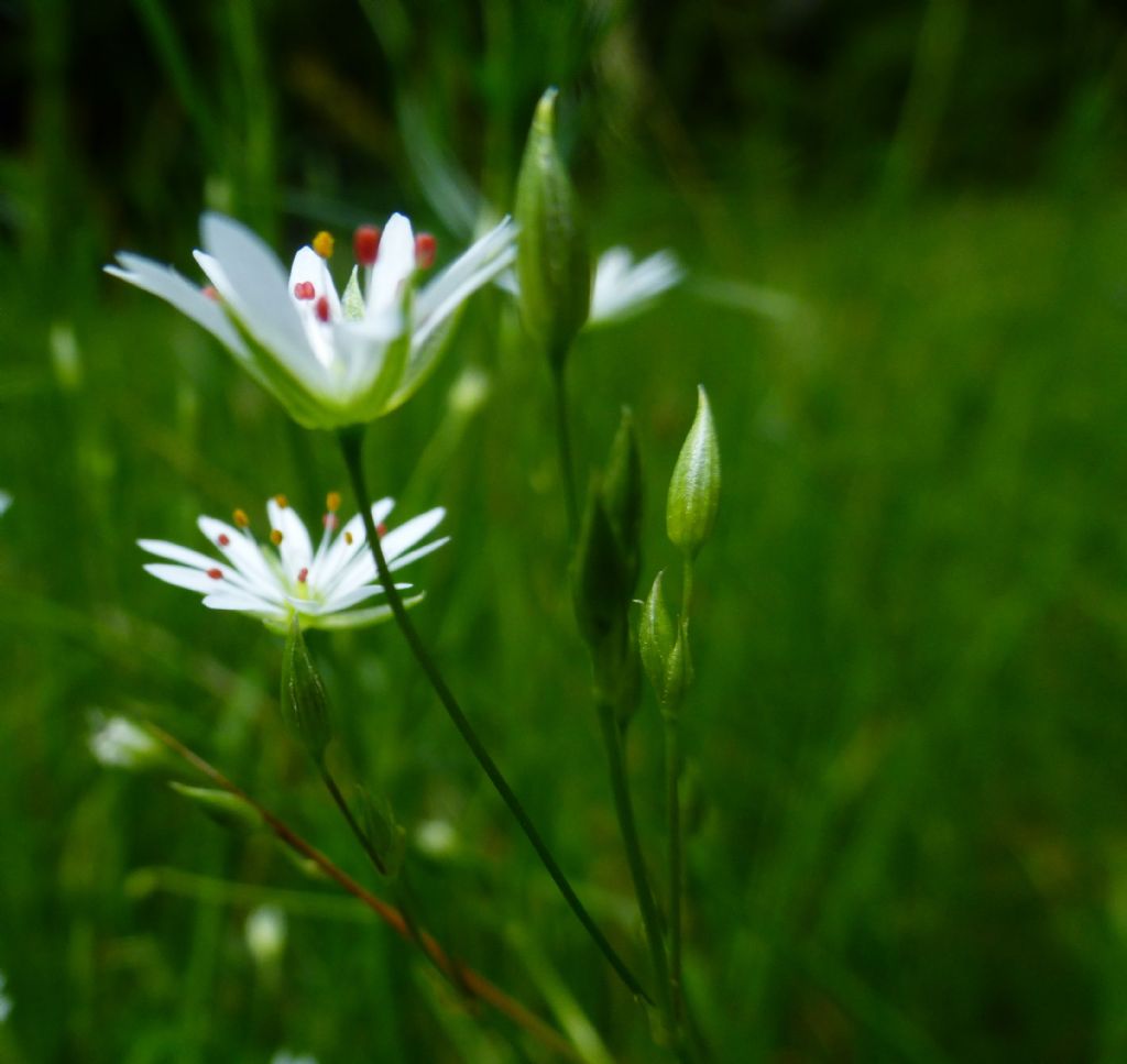 Stellaria graminea